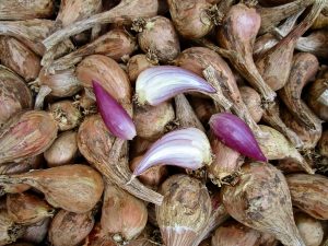 French Grey Shallots 20 Bulbs for Planting or Eating. Great Taste